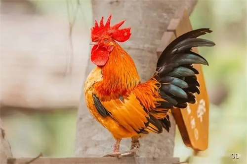 图片细节