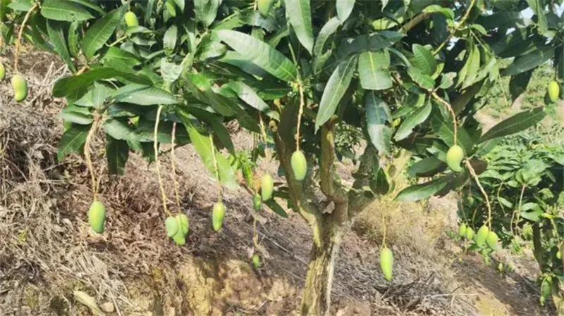细节介绍