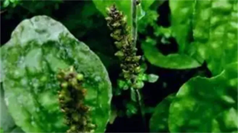 细节介绍