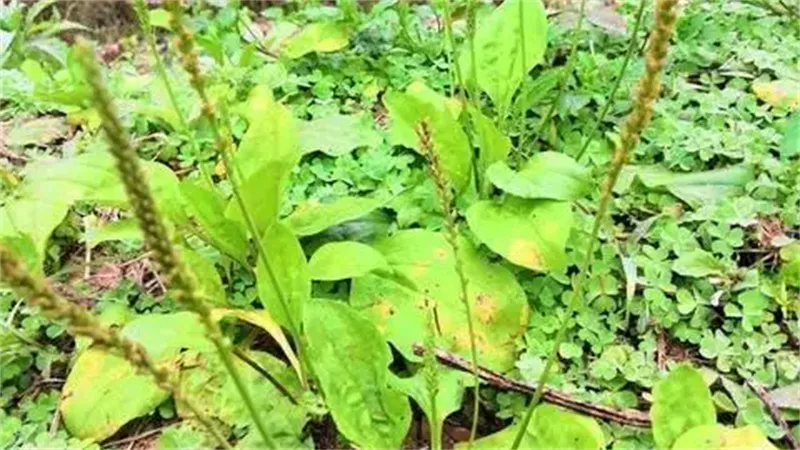 详细说明
