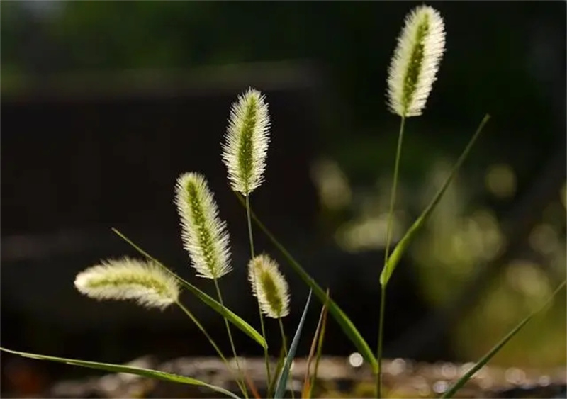 图片细节