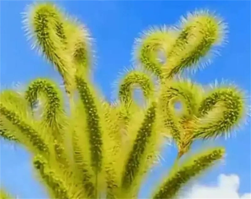 图片细节