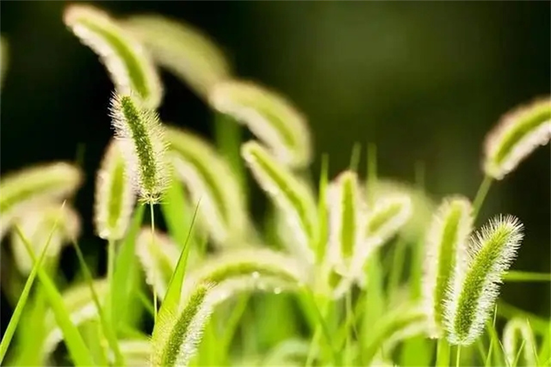图片细节