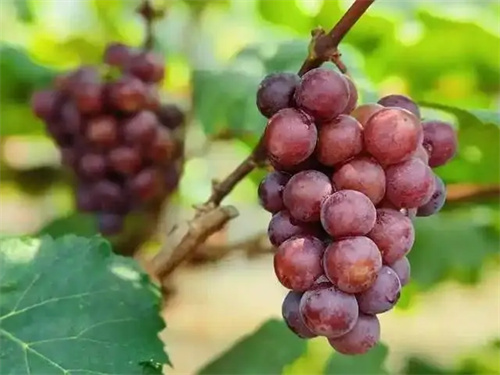 细节呈现